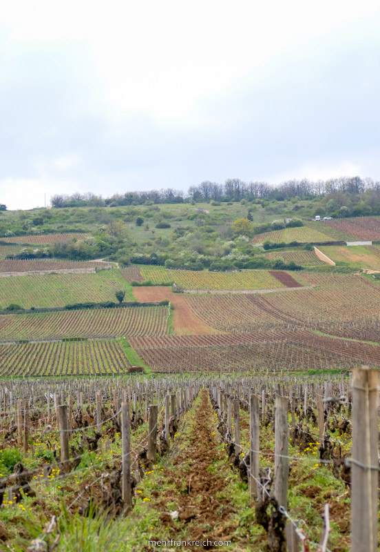 Weinberge Bourgogne Frankreich