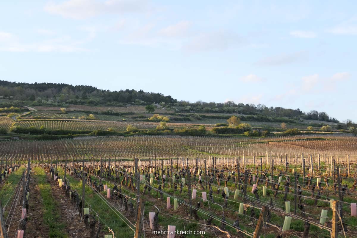 Weinberge Weinroute Burgund Frankreich