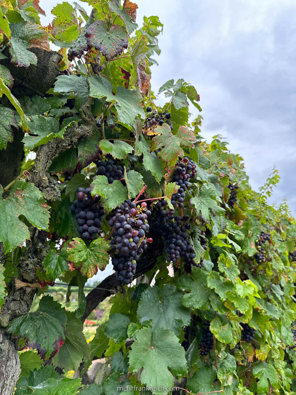 Loiretal Weinreben