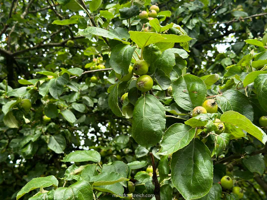 Cidre Bretagne Äpfel