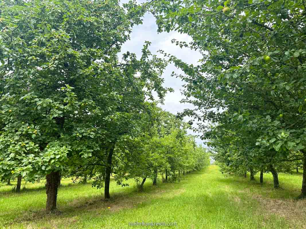 Cidre Bretagne Apfelbäume