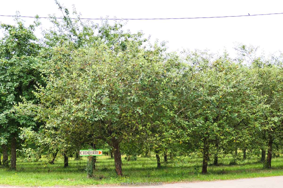 Cidre Bretagne Apfelbaum Feld