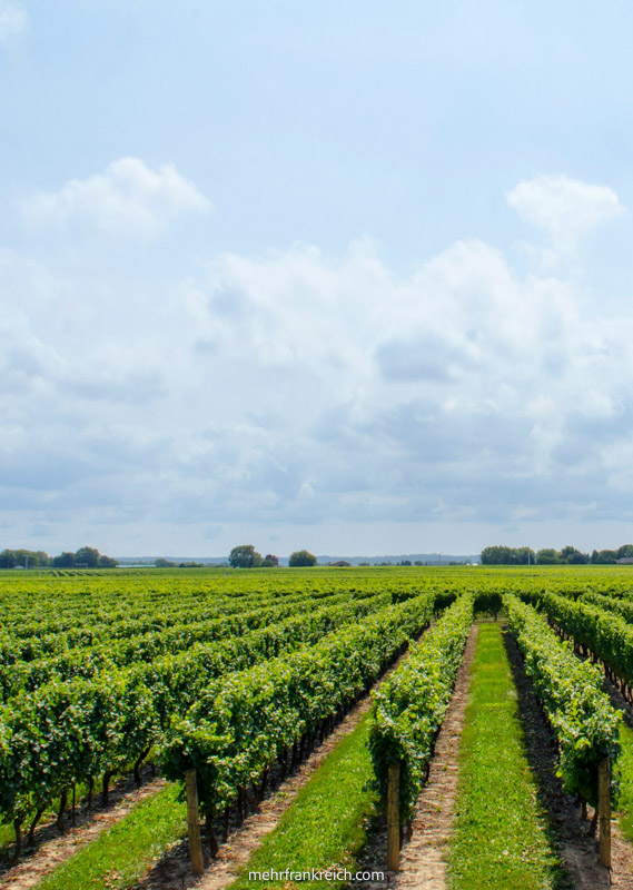 Burgund Route de Cremant Weinreben