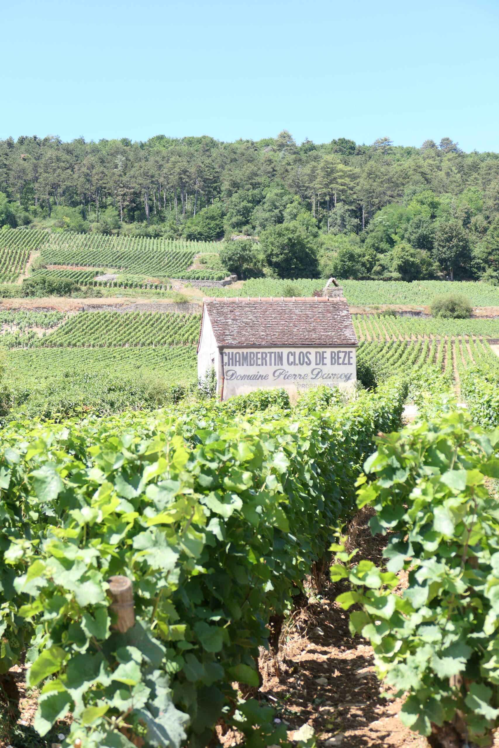 Weinberge Burgund Frankreich